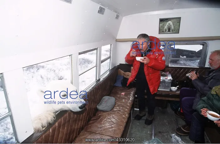 : Polar Bear - head through van window, with researchers : Polar Bear - head through van window, with researchers