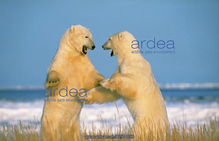: POLAR BEAR - two on hind legs, fighting : POLAR BEAR - two on hind legs, fighting