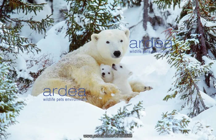 : POLAR BEAR - huddled in snow, with two cubs : POLAR BEAR - huddled in snow, with two cubs