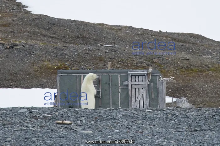 : Polar Bear hut : Polar Bear hut