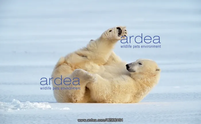 : Polar Bear - on ice : Polar Bear - on ice