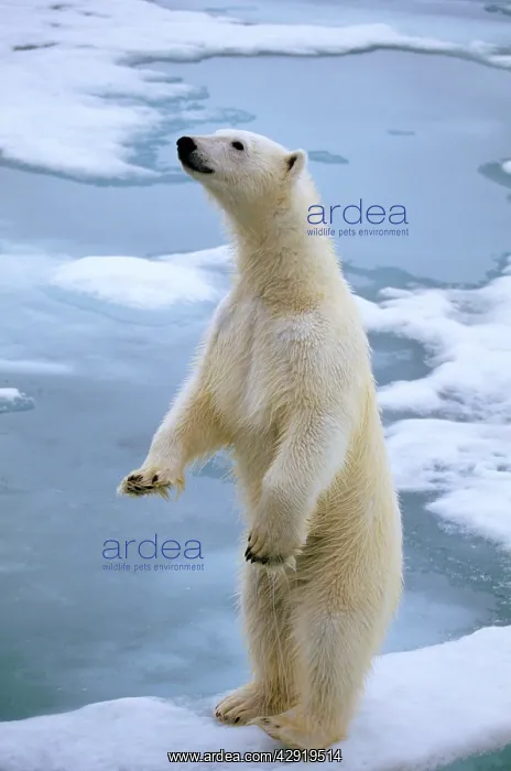 : Polar BEAR - on ice : Polar BEAR - on ice