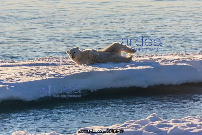  : Polar bear on ice floe, rolling, east coast Greenland