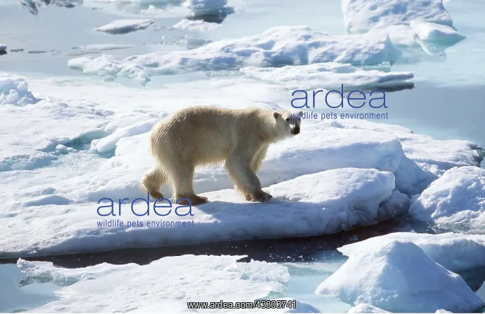  : POLAR BEAR on ice flow