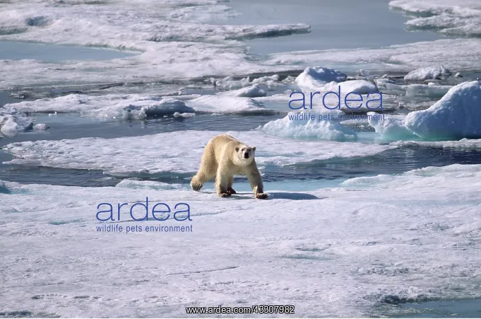  : POLAR BEAR on ice flow