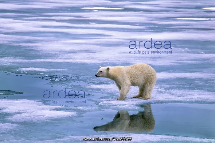 : Polar bear on the ice with reflection in the water : Polar bear on the ice with reflection in the water