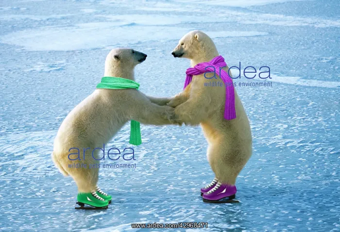 : Polar Bear - ice skating : Polar Bear - ice skating