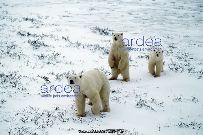 : Polar Bear - inquisitive mother and two cubs : Polar Bear - inquisitive mother and two cubs