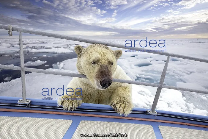 : Polar bear inspects a boat from the ice, Spitsbergen : Polar bear inspects a boat from the ice, Spitsbergen
