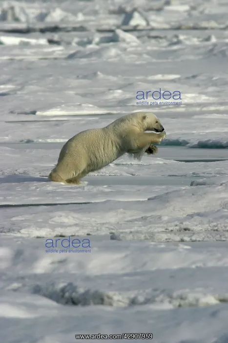 : Polar Bear - jumping : Polar Bear - jumping