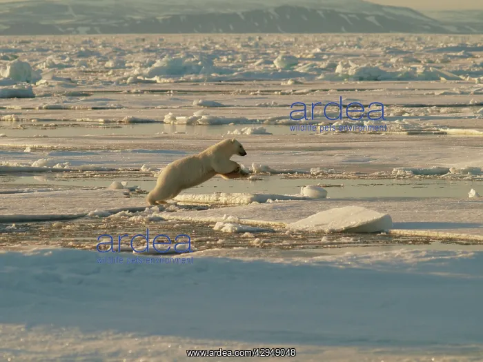 : Polar bear jumping from one ice floe to another : Polar bear jumping from one ice floe to another