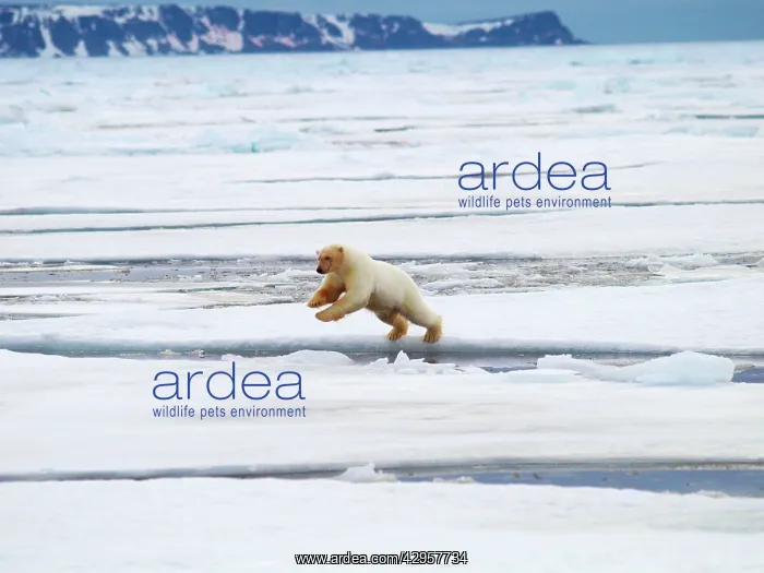  : Polar Bear - jumping ice flow