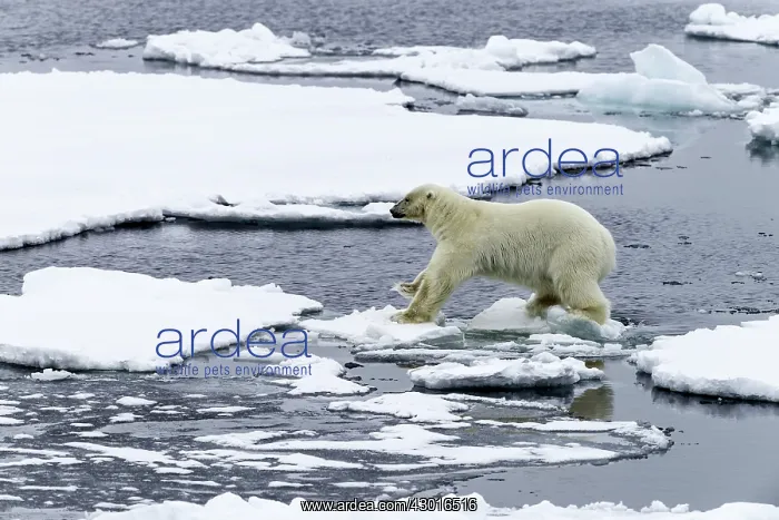  : Polar Bear jumping on pack ice