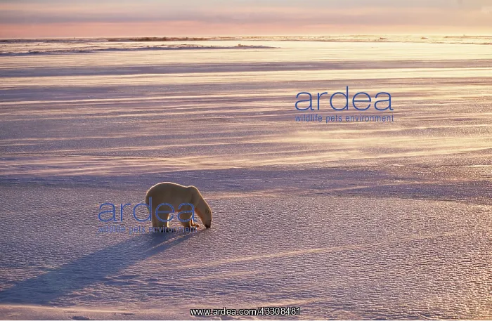 : POLAR BEAR - in landscape at sunrise : POLAR BEAR - in landscape at sunrise
