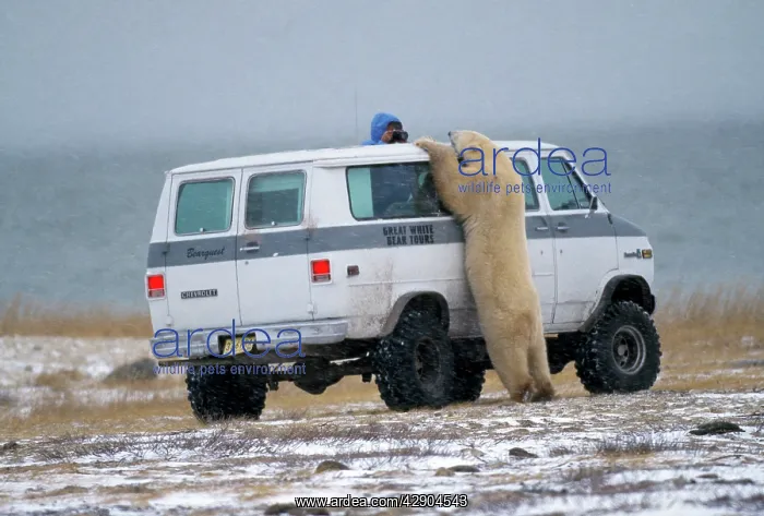 : Polar Bear - leaning on van : Polar Bear - leaning on van
