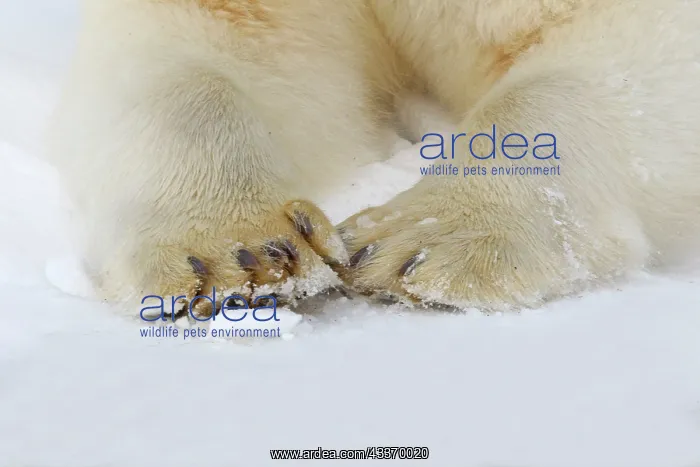 : Polar Bear - legs and feet close up : Polar Bear - legs and feet close up