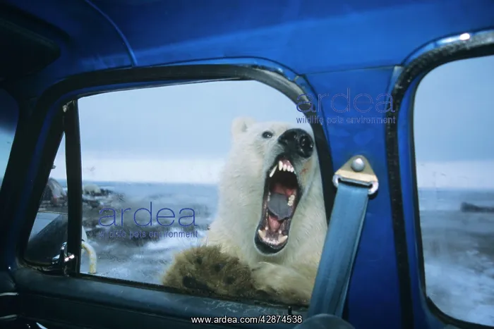 : Polar Bear - looking through door window of pickup : Polar Bear - looking through door window of pickup