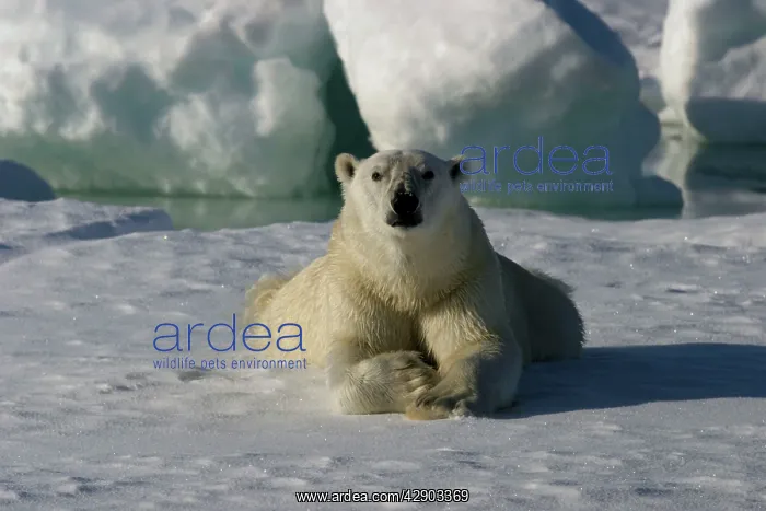 : Polar Bear - lying : Polar Bear - lying