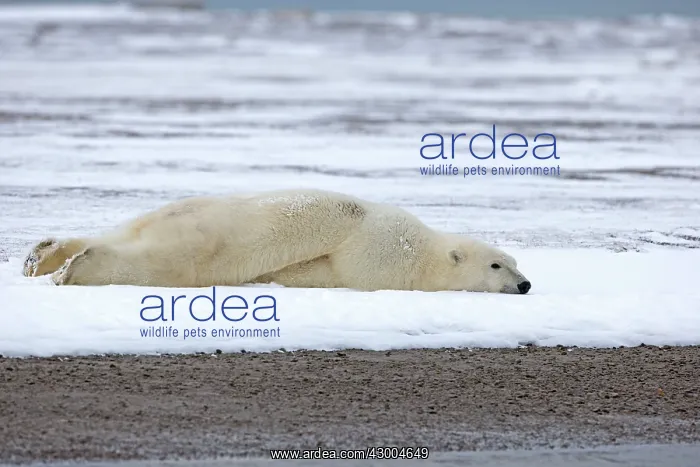 : Polar Bear lying face down in the snow Autumn : Polar Bear lying face down in the snow Autumn