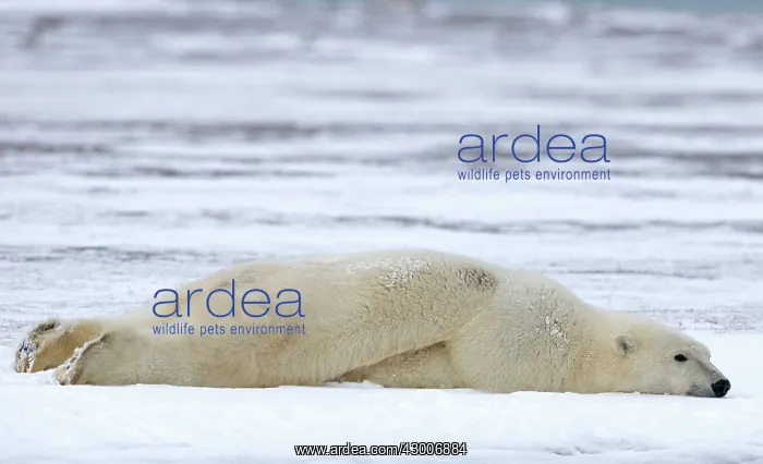  : Polar Bear lying face down in the snow Autumn