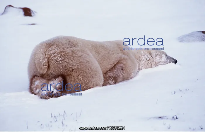: POLAR BEAR - LYING FLAT IN SNOW : POLAR BEAR - LYING FLAT IN SNOW