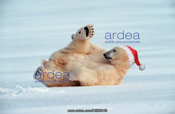 : Polar Bear - lying on ice wearing Christmas hat : Polar Bear - lying on ice wearing Christmas hat
