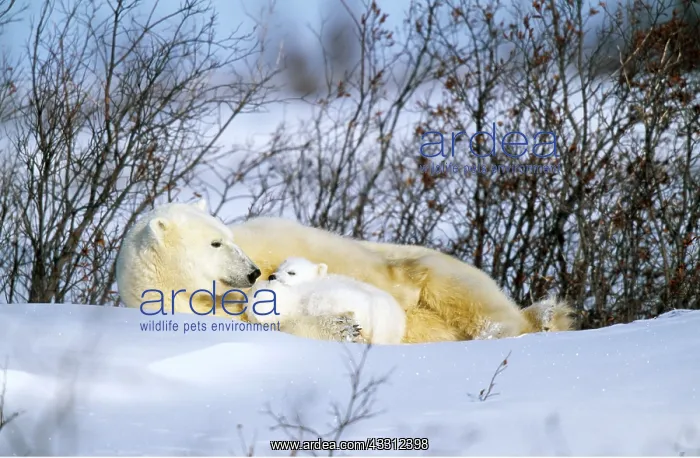 : POLAR BEAR - lying in snow, with cubs : POLAR BEAR - lying in snow, with cubs