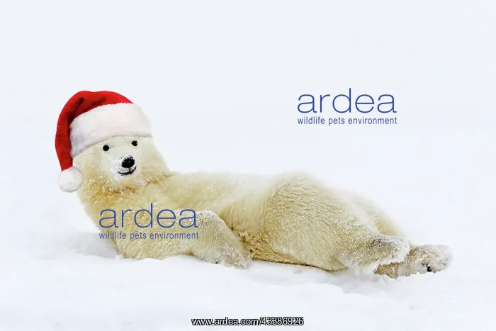 : Polar Bear lying in the snow wearing a red Chris : Polar Bear lying in the snow wearing a red Chris
