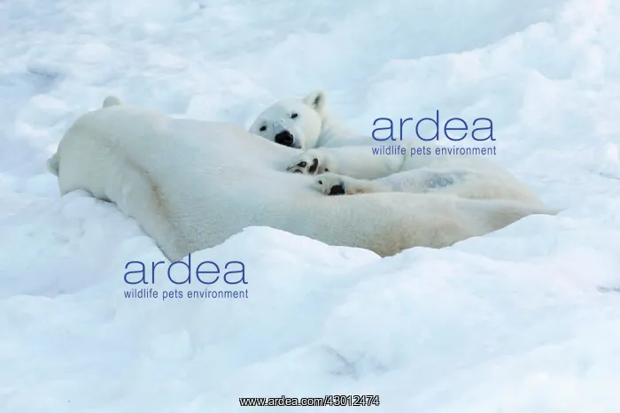 : Polar Bear male & female in the snow Ranua Wildlife : Polar Bear male & female in the snow Ranua Wildlife