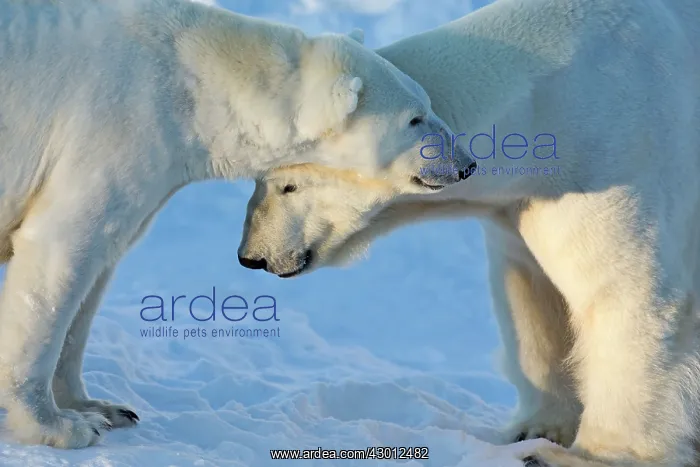 : Polar Bear male & female in the snow Ranua Wildlife : Polar Bear male & female in the snow Ranua Wildlife