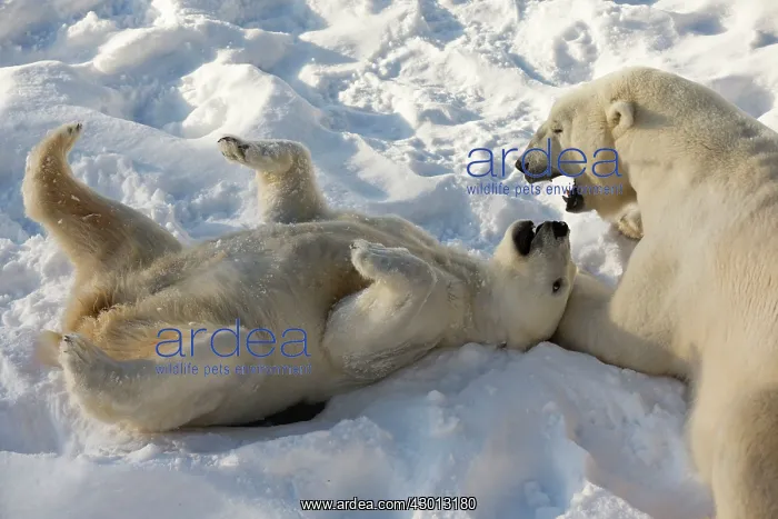 : Polar Bear male & female in the snow Ranua Wildlife : Polar Bear male & female in the snow Ranua Wildlife