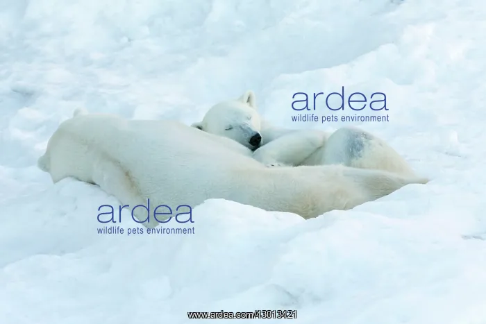 : Polar Bear male & female in the snow Ranua Wildlife : Polar Bear male & female in the snow Ranua Wildlife