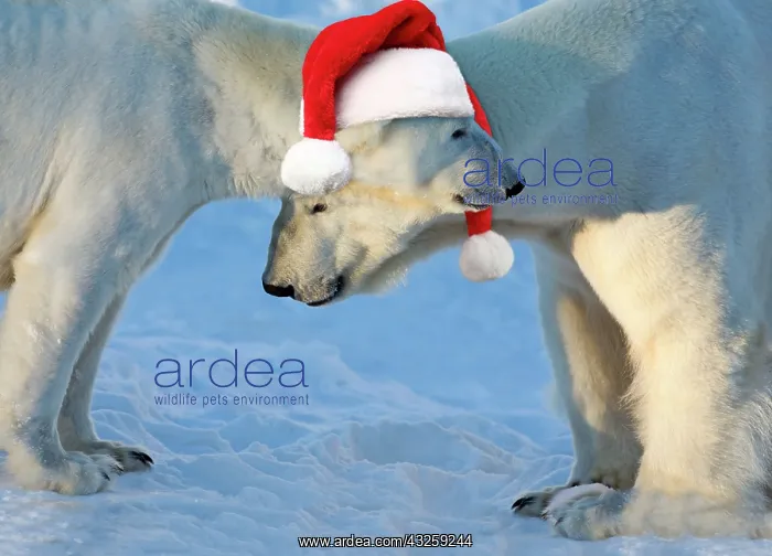 : Polar Bear male & female in the snow wearing : Polar Bear male & female in the snow wearing