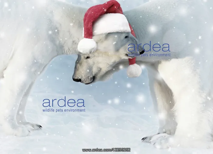 : Polar Bear male & female in the snow wearing : Polar Bear male & female in the snow wearing