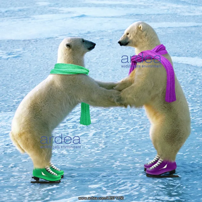 : Polar Bear - males - ice skating - wearing scarves : Polar Bear - males - ice skating - wearing scarves