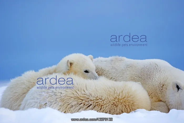 : Polar Bear - mother with 2 cubs - along a barrier : Polar Bear - mother with 2 cubs - along a barrier