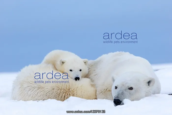 : Polar Bear - mother with 2 cubs - along a barrier : Polar Bear - mother with 2 cubs - along a barrier