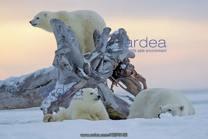  : Polar Bear - mother with 2 cubs - along a barrier