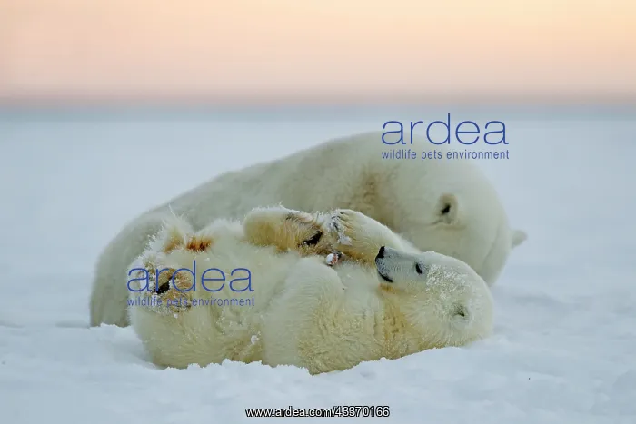: Polar Bear - mother with 2 cubs - along a barrier : Polar Bear - mother with 2 cubs - along a barrier