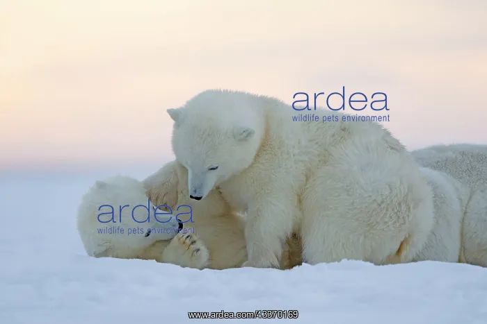  : Polar Bear - mother with 2 cubs - along a barrier