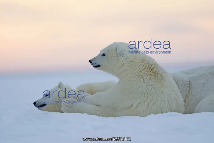 : Polar Bear - mother with 2 cubs - along a barrier : Polar Bear - mother with 2 cubs - along a barrier