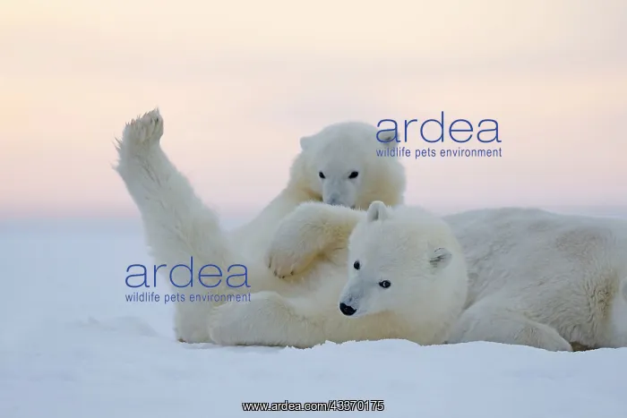 : Polar Bear - mother with 2 cubs - along a barrier : Polar Bear - mother with 2 cubs - along a barrier