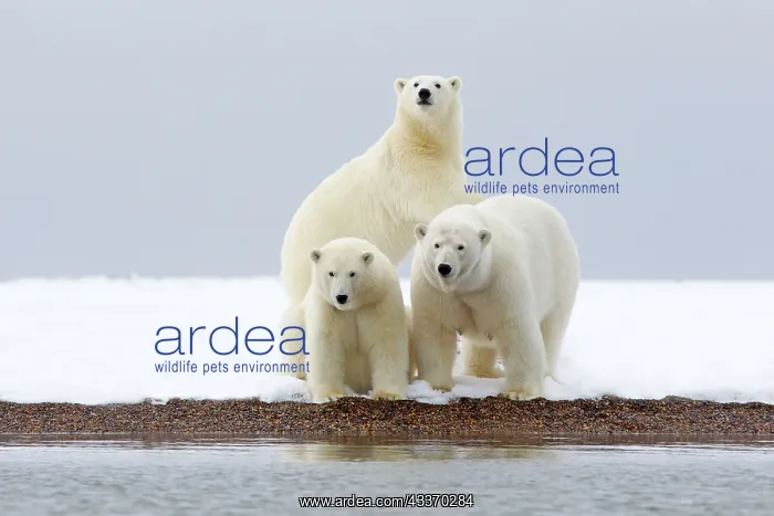 : Polar Bear - mother with 2 cubs - along a barrier : Polar Bear - mother with 2 cubs - along a barrier