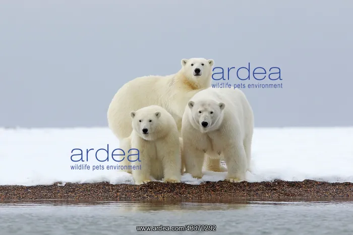 : Polar Bear - mother with 2 cubs - along a barrier : Polar Bear - mother with 2 cubs - along a barrier