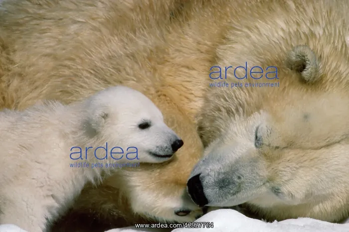 : POLAR BEAR - MOTHER & BABY : POLAR BEAR - MOTHER & BABY