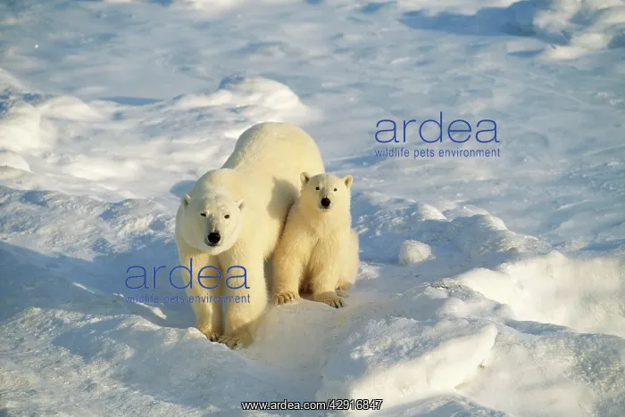 : Polar Bear - mother & cub : Polar Bear - mother & cub