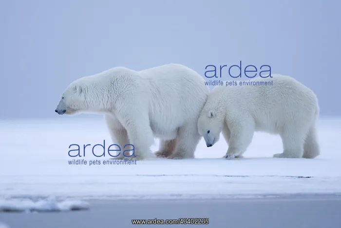 : Polar Bear - mother with cub : Polar Bear - mother with cub