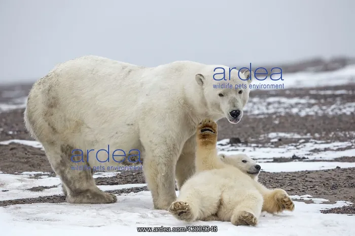 : Polar Bear mother with cub Autumn : Polar Bear mother with cub Autumn
