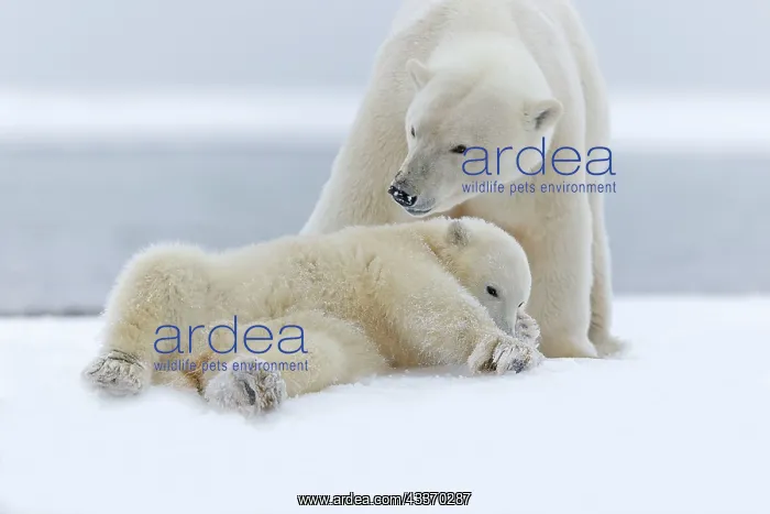 : Polar Bear - mother with one cub - along a barrier : Polar Bear - mother with one cub - along a barrier
