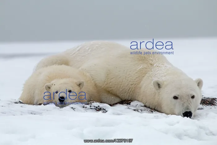 : Polar Bear - mother with cub along a barrier island : Polar Bear - mother with cub along a barrier island